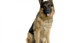 German Shepherd HD