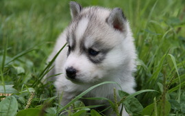 Husky Puppies Backgrounds