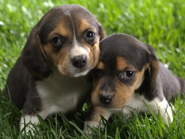 Puppies Widescreen