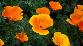 Orange Flowers Wallpaper