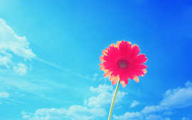 Pink Gerbera Flower