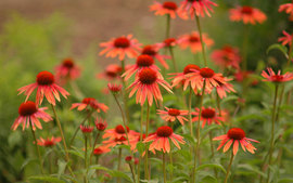 Variety Daisies