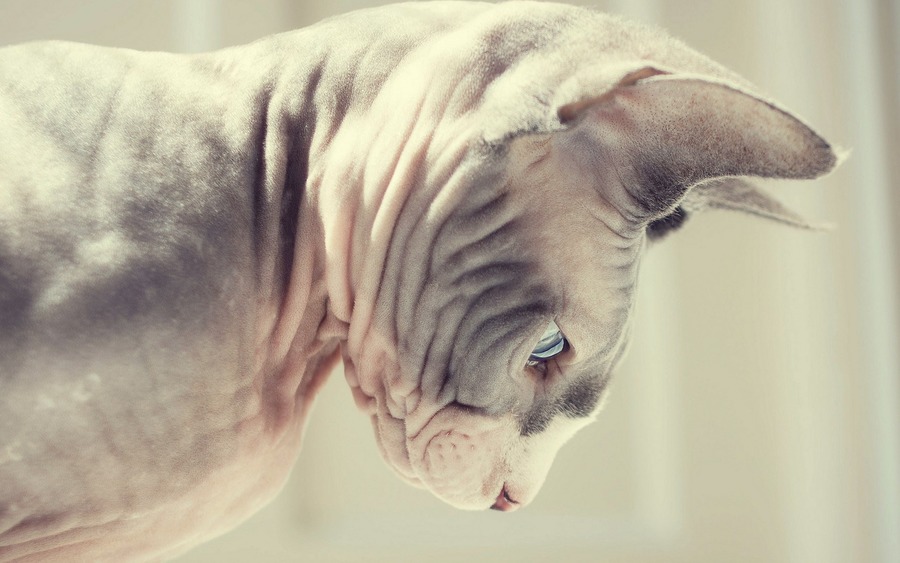 Sphynx Cat