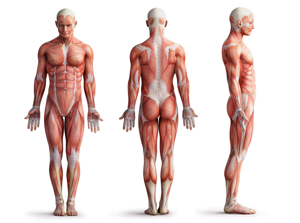 Ilustração do sistema muscular do corpo humano.