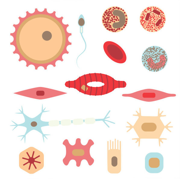 Representação dos tipos de células do corpo humano.