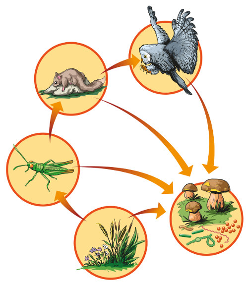 Ilustração do processo de decomposição da matéria orgânica, um dos processos da cadeia alimentar.