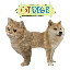 CATDOGE logo