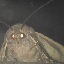 MOTH logo