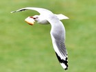 Gaivota 'gulosa' carrega pedaço de pão maior do que a própria cabeça