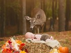 Veado protagoniza Photobomb curioso em foto de bebê nos EUA