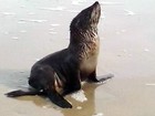 Lobo-marinho visita praia de SP para descansar e surpreende banhistas