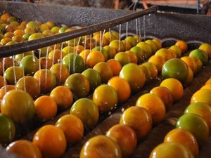 Substância da laranja combate a ansiedade, diz cientista sergipano (Foto: Edinah Mary/Seides)