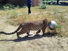 Leopardo é flagrado com panela entalada na cabeça na Índia