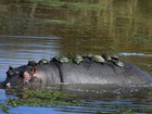 Lista traz hipopótamo dando carona a tartarugas e mais cenas curiosas