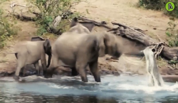 Elefante pisoteou crocodilo de mais de 3 metros até conseguir se desvencilhar do ataque (Foto: Reprodução/YouTube/ MaxAnimal)