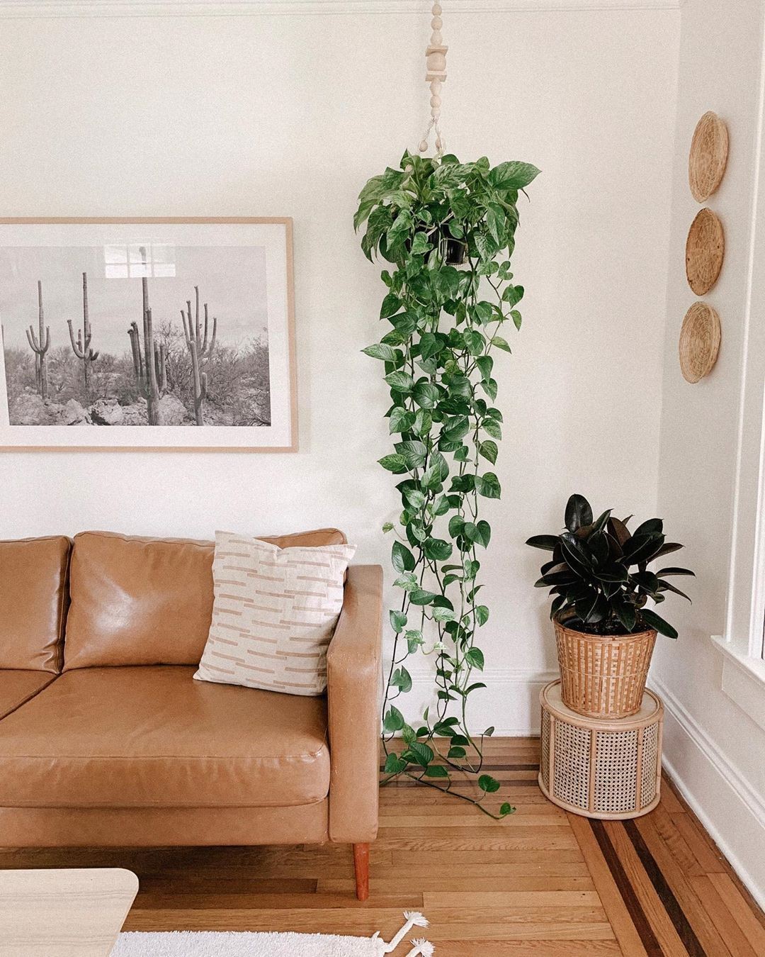 Plantas de sombra: 10 espécies para ter dentro de casa (Foto: Reprodução/Pinterest)