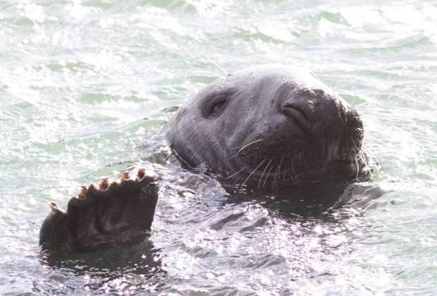 Cena curiosa ocorreu em Howth, na Irlanda. (Foto: Paul Hughes/Barcroft Media/Getty Images)