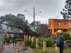 Ventania provoca queda de árvores e destelhamentos na Baixada Santista 