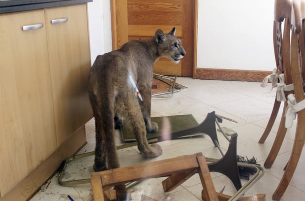 Puma invade cozinha em Santiago do Chile (Foto: SAG/Reuters)