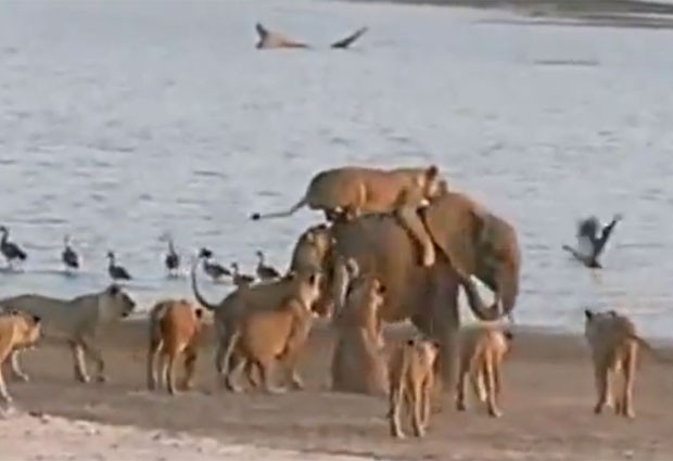 Caso ocorreu no Parque Luangwe, em Zâmbia (Foto: Reprodução/YouTube/Norman Carr Safaris)