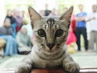 Gatinho protagoniza 'photobomb' hilário ao invadir foto de família