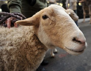 Ganês de 21 anos foi multado em cerca de R$ 610 após ser flagrado fazendo sexo com ovelha  (Foto: Stan Honda/AFP)