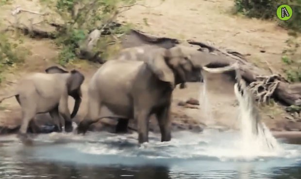 Elefante lutou contra crocodilo após o réptil morder sua tromba (Foto: Reprodução/YouTube/ MaxAnimal)