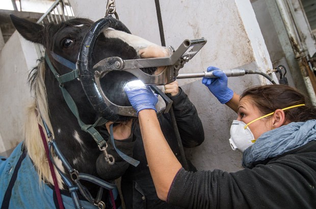 Cavalo passou por check-up dentário em fazenda na Alemanha (Foto: Patrick Pleul/DPA/AFP)