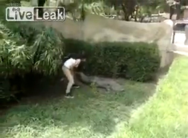 Mulher se arriscou ao invadir recinto de crocodilo em zoo no México (Foto: Reprodução/LiveLeak)