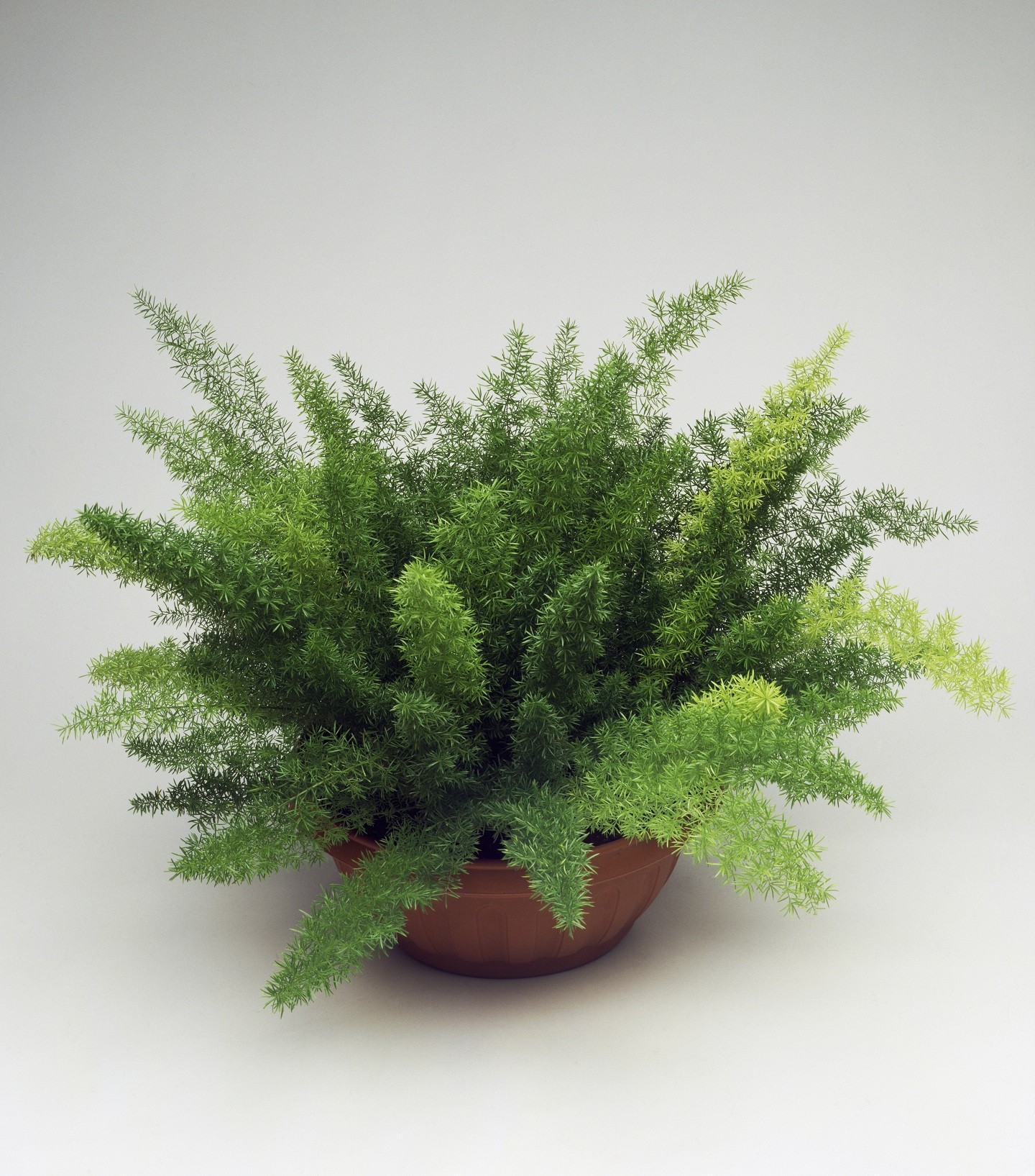 UNSPECIFIED - JANUARY 27: Myer's Asparagus Fern (Asparagus densiflorus Meyers), Asparagaceae. (Photo by DeAgostini/Getty Images) (Foto: De Agostini via Getty Images)