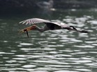 Fotógrafo flagra cegonha capturando peixe em zoo na Índia