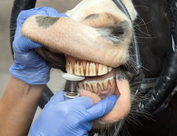 'Guinness' passou por tratamento dentário na Alemanha (Foto: Patrick Pleul/DPA/AFP)