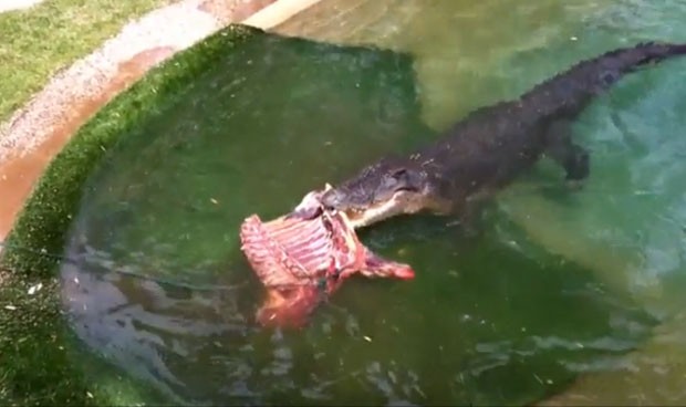 Em seu aniversário de 48 anos, o crocodilo chamado 'Elvis' ganhou um banquete em um parque de répteis perto de Sydney (Foto: Reprodução/YouTube/Aust Reptile Park)