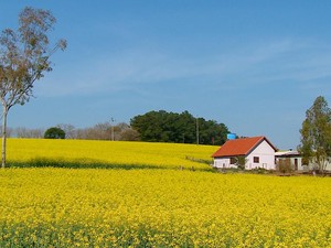 Plantações de canola ganham espaço nas lavouras gaúchas (Foto: Reprodução/RBS TV)