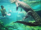 Turistas simulam até beijo em mergulho com crocodilos na Austrália