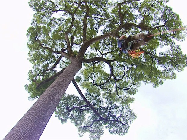 jequitibás, paraguaçu, MG, unifal (Foto: Reprodução EPTV)