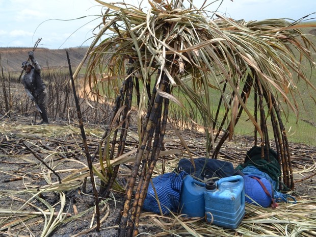 Pesquisa da UFSCar traçou perfil de cortadores de cana-de-açúcar (Foto: Allan Queiroz/Arquivo pessoal)