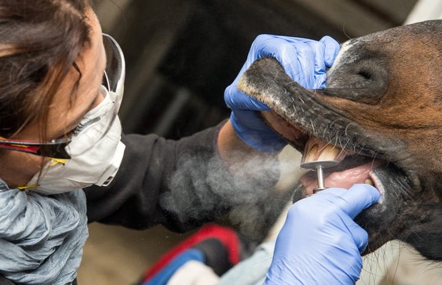 Dentista veterinária fez a limpeza e avaliação dos dentes do animal (Foto: Patrick Pleul/DPA/AFP)