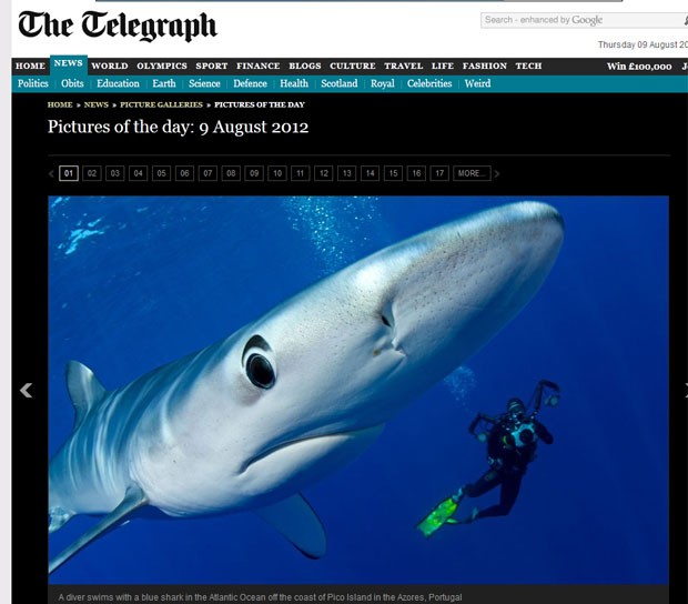  Mergulhador nadou ao lado de um tubarão-azul na costa da ilha do Pico. (Foto: Reprodução/Daily Telegraph)