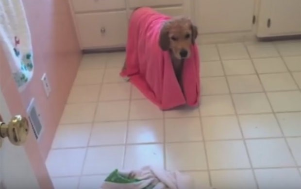 Golden retriever ainda se secou com toalha (Foto: Reprodução/YouTube/BradytheGoldenPup)