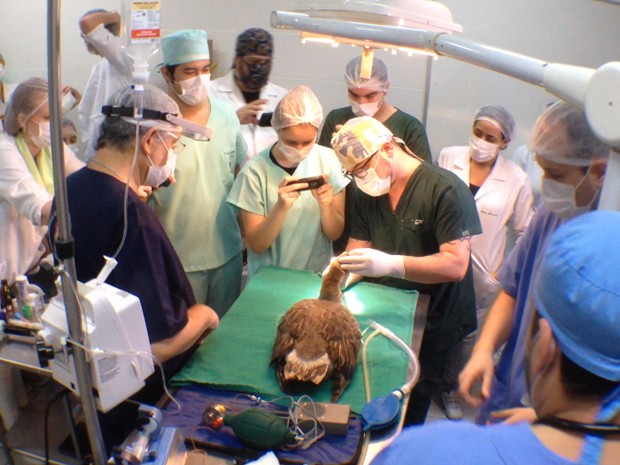 Cirurgia para colocação de novo bico aconteceu em universidade de Santos (Foto: Luis Paes/TV Tribuna)