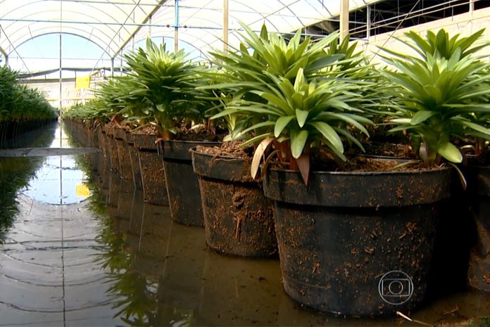 Produtores de flores no interior de São Paulo armazenam água da chuva em tanques para reúso na irrigação