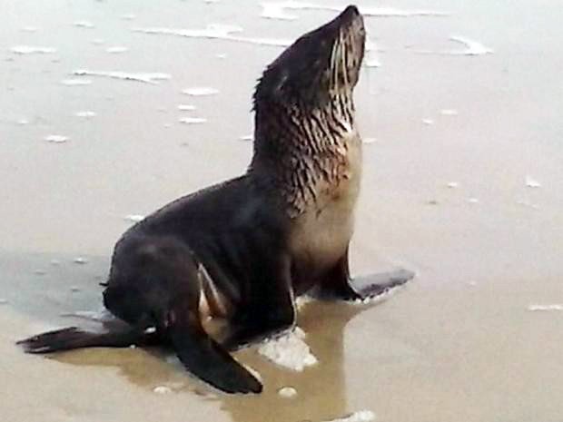 Lobo-marinho surpreendeu quem passou por praia de Santos (Foto: Divulgação/Prefeitura de Ilha Comprida)