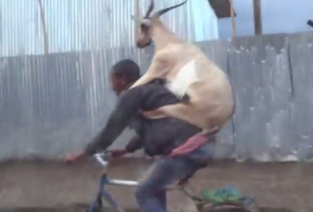 Cabra pegou 'carona' nas costas do dono durante passeio de bicicleta na Etiópia (Foto: Reprodução/YouTube/NunoSa)