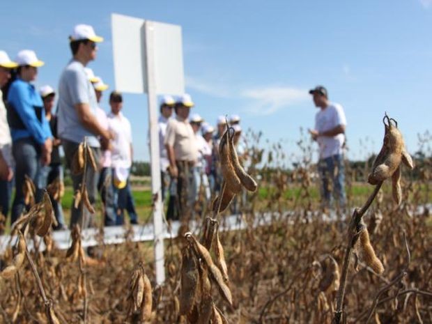 Dia de Campo vai levar conhecimento a produtores e pesquisadores (Foto: Keyle Menezes/Embrapa)