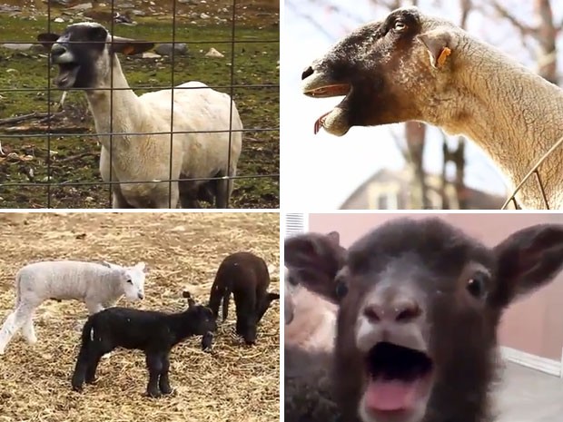 Animais 'soltando a voz' se espalharam pela rede. (Foto: Reprodução)