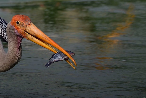 Fotógrafo registrou momento em que cegonha capturou peixe em lagoa (Foto: Sajjad Hussain/AFP)