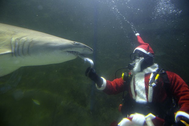 Cena ocorreu no santuário de vida marinha em Sydney, na Austrália (Foto: Saeed Khan/AFP)