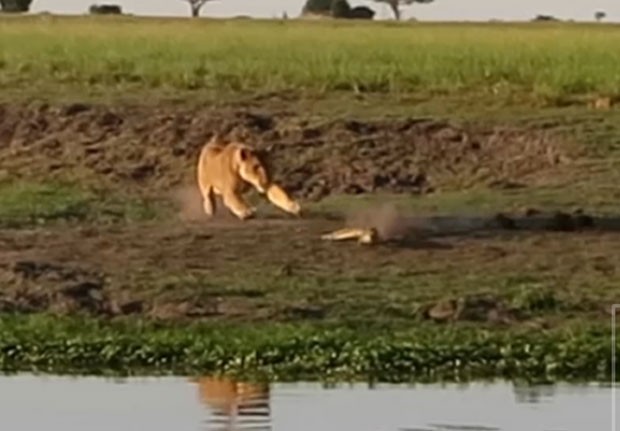 Leoa foi flagrada atacando crocodilo que descansava próximo a um rio  (Foto: Reprodução/YouTube/Kruger Sightings)