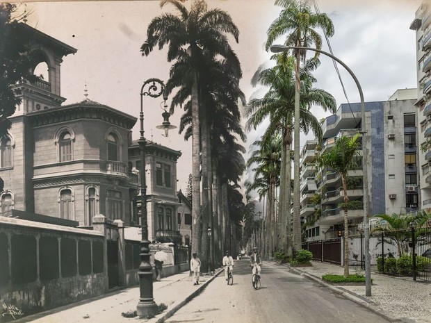 Rua Paissandu, em Laranjeiras, com suas palmeiras imperiais (Foto: Augusto Malta e Marcello Cavalcanti / Divulgação)